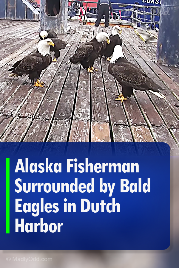Alaska Fisherman Surrounded by Bald Eagles in Dutch Harbor
