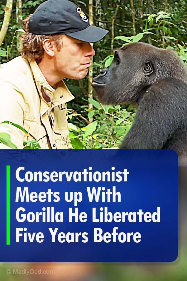 Conservationist Meets up With Gorilla He Liberated Five Years Before