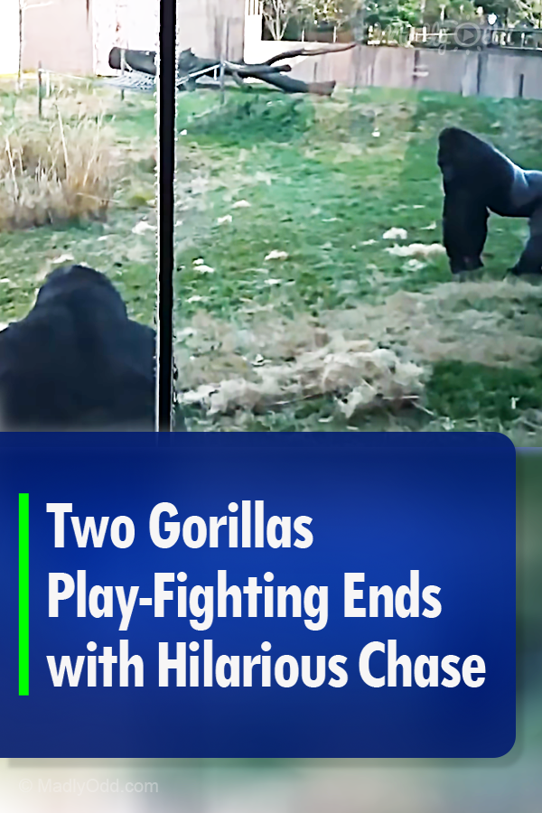 Two Gorillas Play-Fighting Ends with Hilarious Chase
