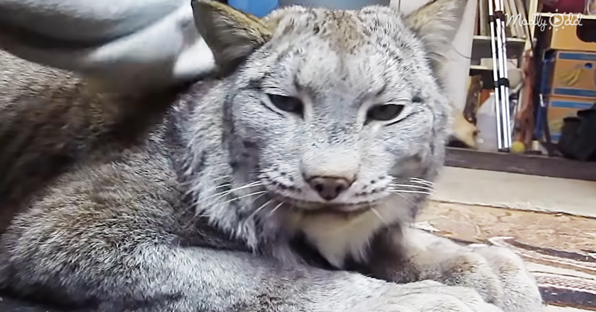 51442-OG3-This-Giant-Lynx-Cat-Turns-Into-a-Massive-Softie-as-Soon-as-He-Is-Petted