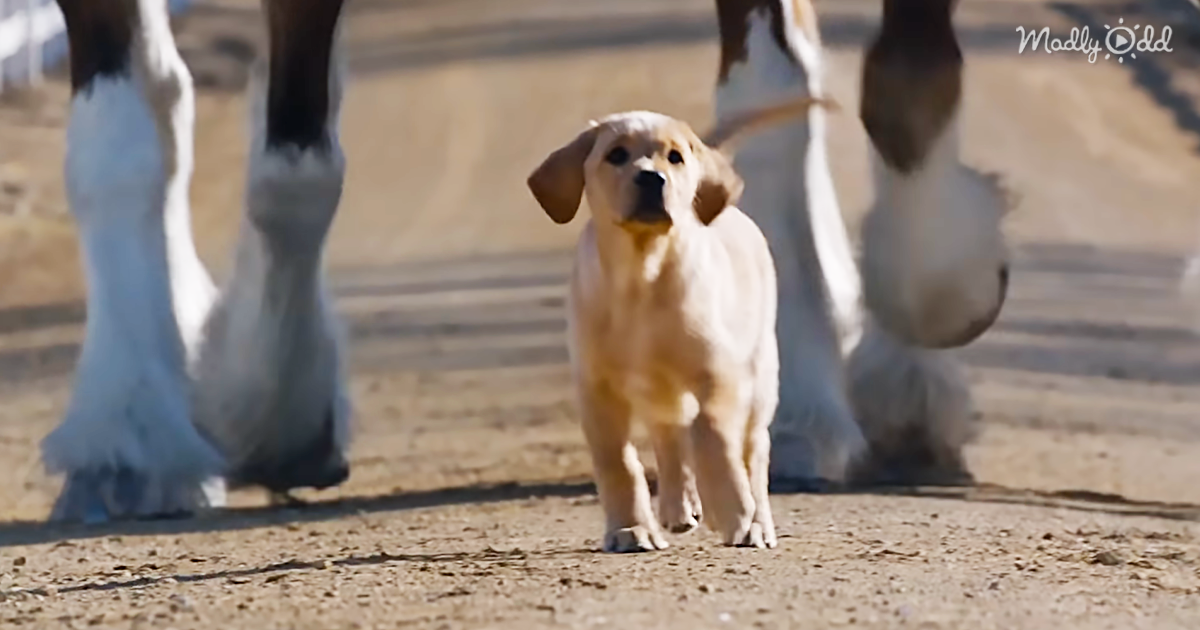51950-OG3-Puppies-and-Clydesdales-It-Has-to-Be-an-Epic-Superbowl-Commercial