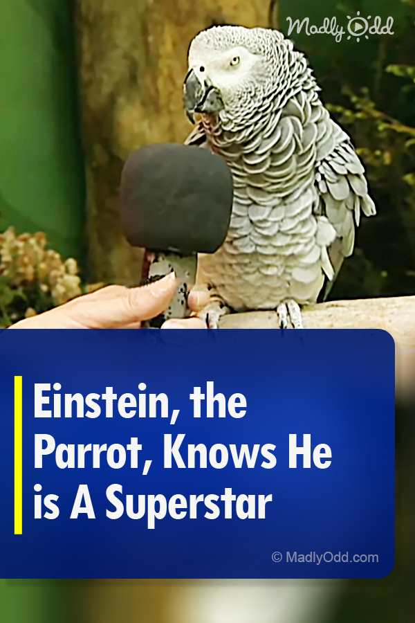 Einstein, the Parrot, Knows He is A Superstar