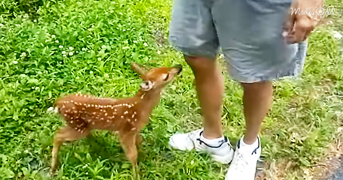 52255-OG1-A-Tiny-Fawn-Decides-He-Really-Likes-This-Human-and-Won’t-Leave-His-Side