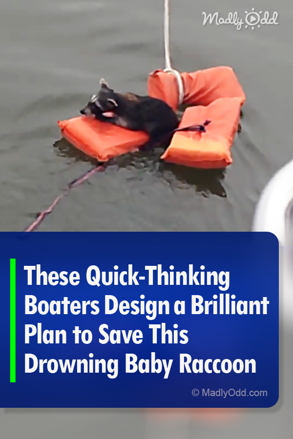 These Quick-Thinking Boaters Design a Brilliant Plan to Save This Drowning Baby Raccoon