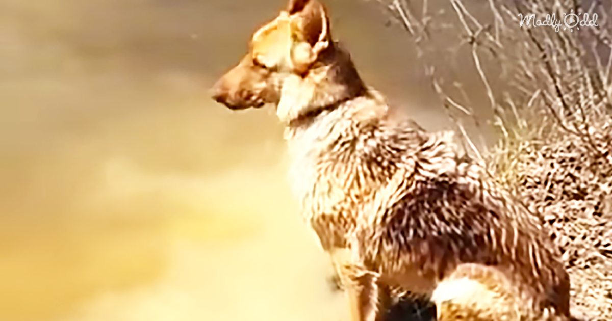 53260-OG2-German-Shepherd-Blatantly-Ignores-Mom-When-Told-To-Get-Out-of-The-Water