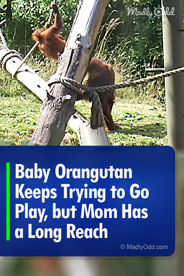 Baby Orangutan Keeps Trying to Go Play, but Mom Has a Long Reach