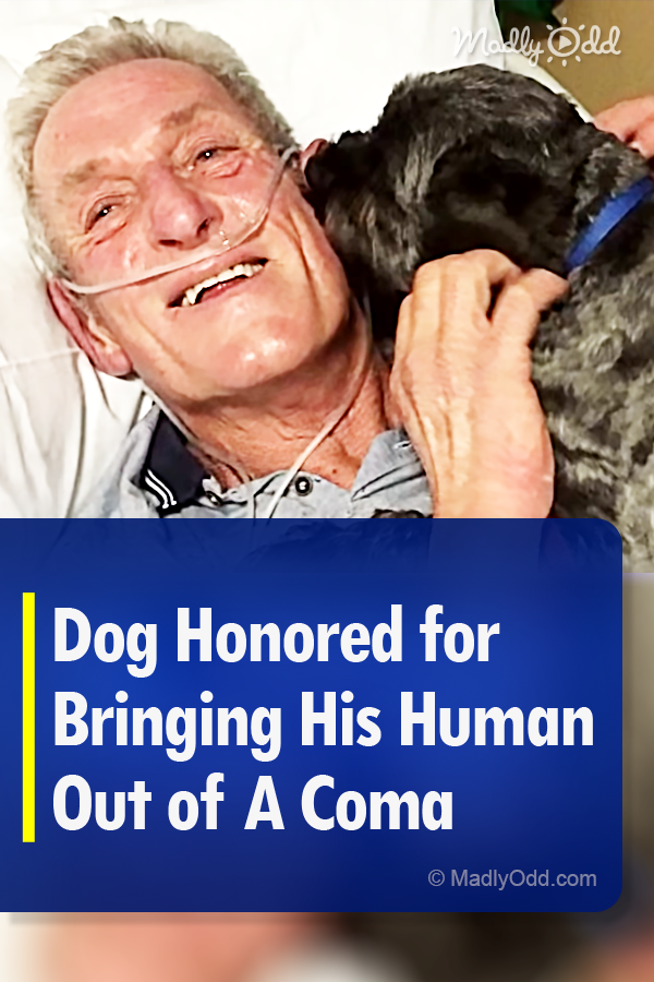 Dog Honored for Bringing His Human Out of A Coma