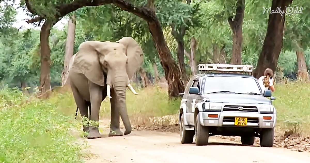 56349-OG1-Poachers-Shot-This-Elephant-But-He-Survived-and-Knew-Where-to-Go-For-Help