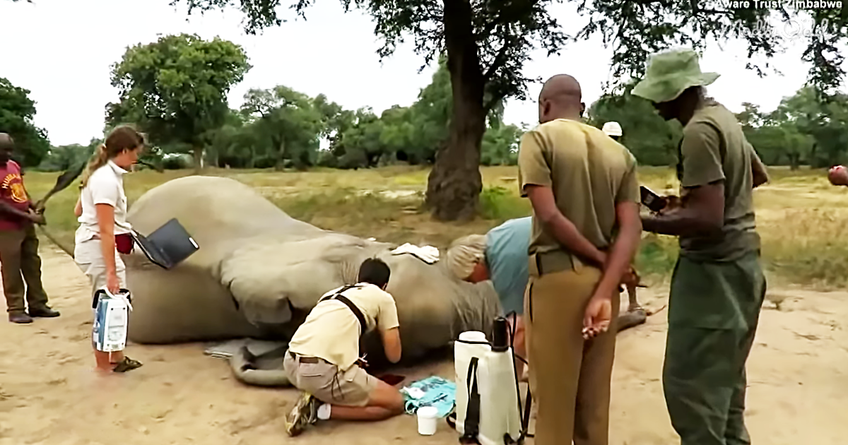 56349-OG2-Poachers-Shot-This-Elephant-But-He-Survived-and-Knew-Where-to-Go-For-Help
