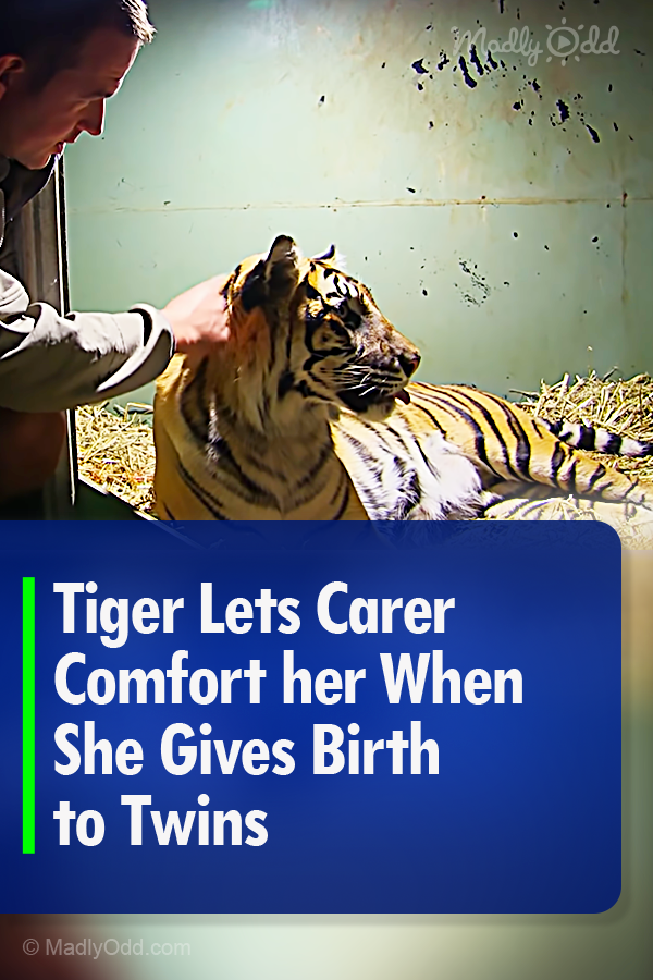 Tiger Lets Carer Comfort her When She Gives Birth to Twins