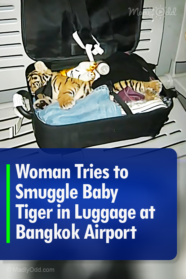Woman Tries to Smuggle Baby Tiger in Luggage at Bangkok Airport