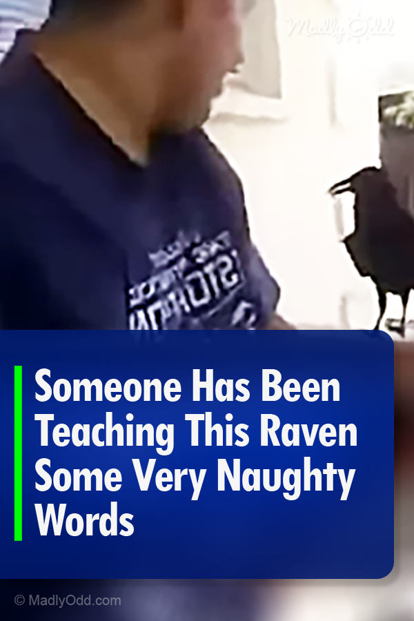 Someone Has Been Teaching This Raven Some Very Naughty Words