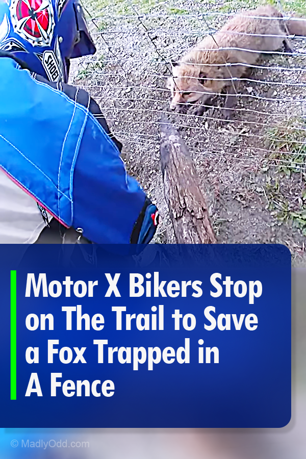 Motor X Bikers Stop on The Trail to Save a Fox Trapped in A Fence