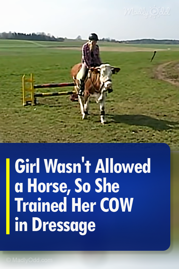 Girl Wasn\'t Allowed a Horse, So She Trained Her COW in Dressage