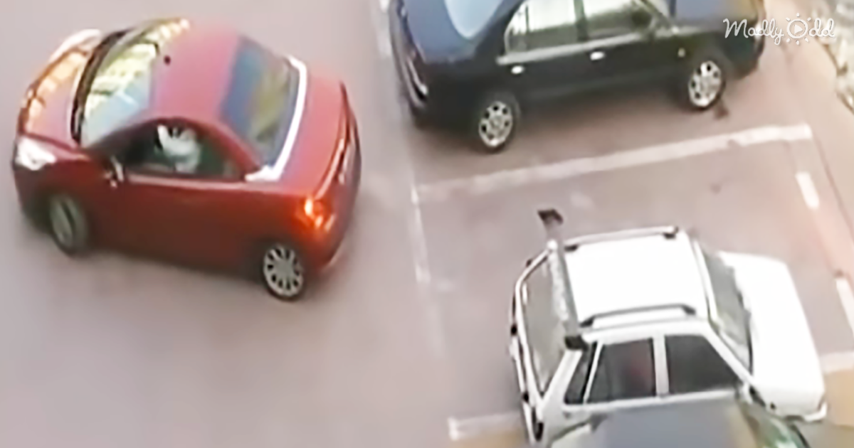 Woman Has Her Parking Spot Stolen But She Proceeds To Get Epic Revenge