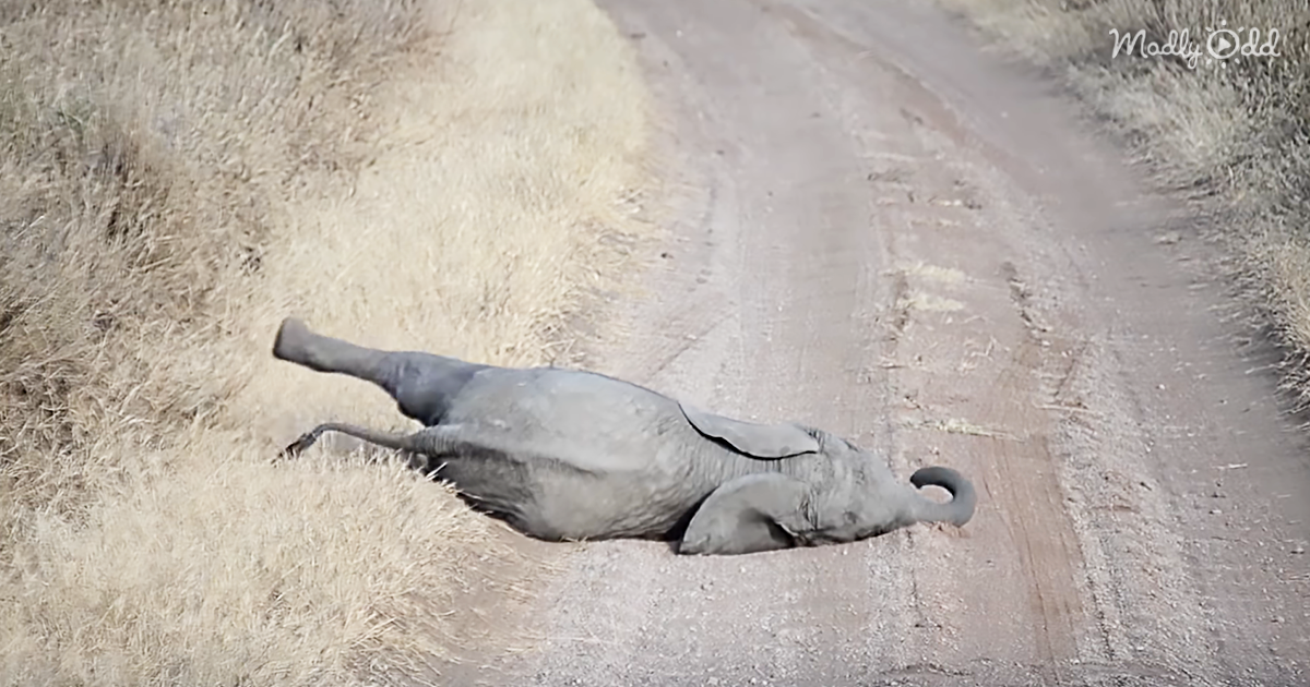 All Parents Have to Deal With Tantrums, Even Mama Elephants