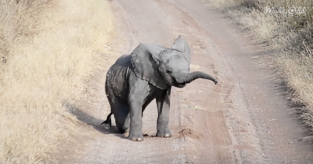 All Parents Have to Deal With Tantrums, Even Mama Elephants Madly Odd!