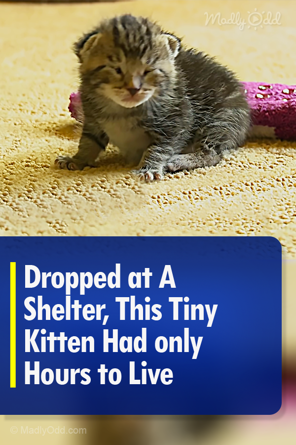 Dropped at A Shelter, This Tiny Kitten Had only Hours to Live