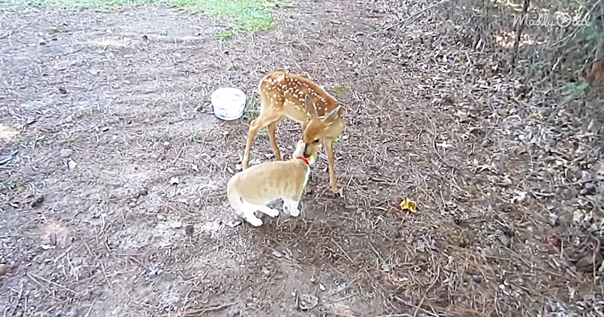 6193-OG1-New-Neighbors-Precious-Fawn-and-Kitten-Become-New-Friends
