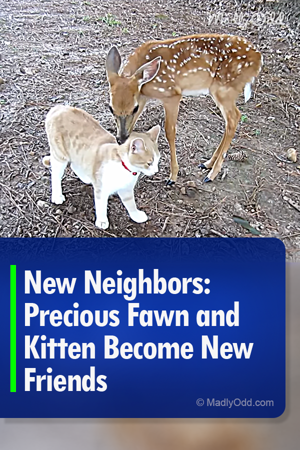 New Neighbors: Precious Fawn and Kitten Become New Friends