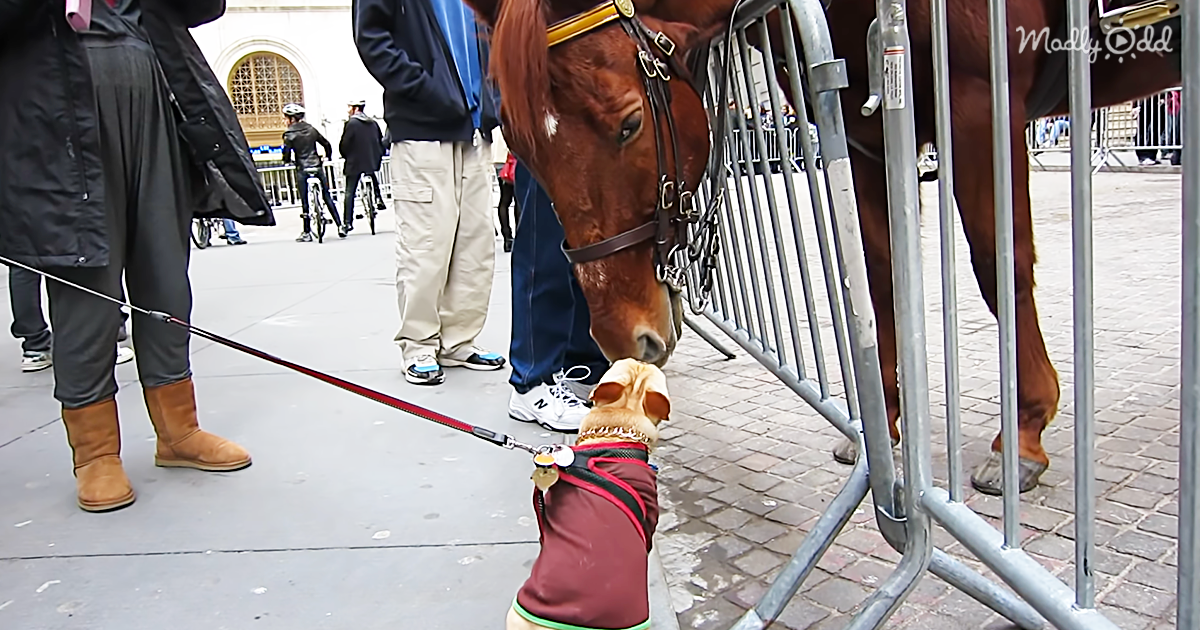 63458-OG3-Small-Feisty-Bulldog-Dog-Meets-Big-Majestic-Police-Horse-and-Hilarity-Ensues