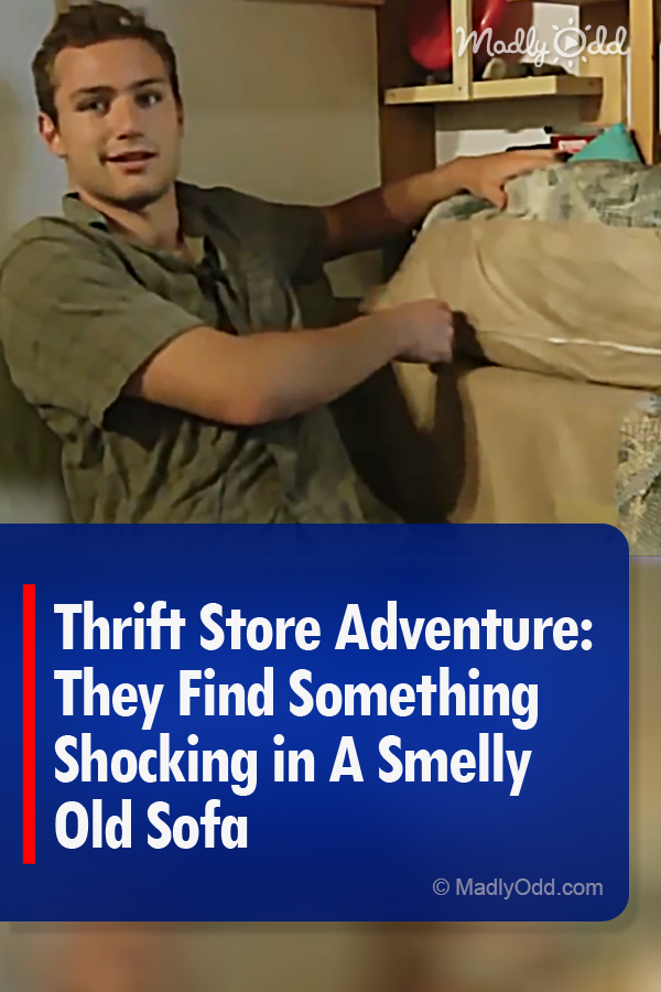 Thrift Store Adventure: They Find Something Shocking in A Smelly Old Sofa