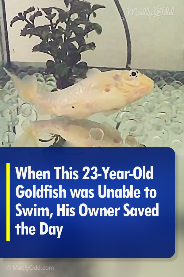 When This 23-Year-Old Goldfish was Unable to Swim, His Owner Saved the Day