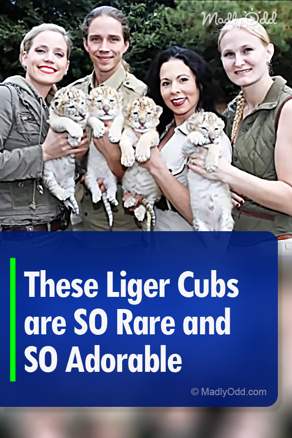 These Liger Cubs are SO Rare and SO Adorable