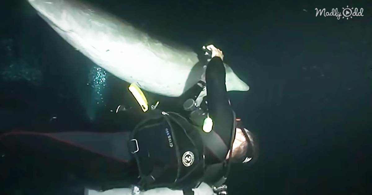 6688-OG2-Dolphin-Seeks-Out-Diver-for-Help-in-Stunning-Footage