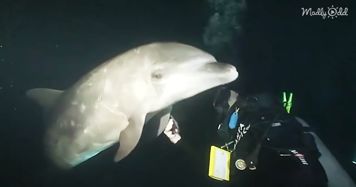 6688-OG3-Dolphin-Seeks-Out-Diver-for-Help-in-Stunning-Footage