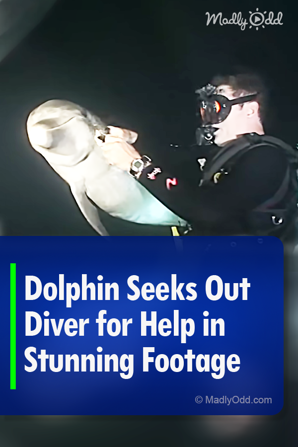 Dolphin Seeks Out Diver for Help in Stunning Footage