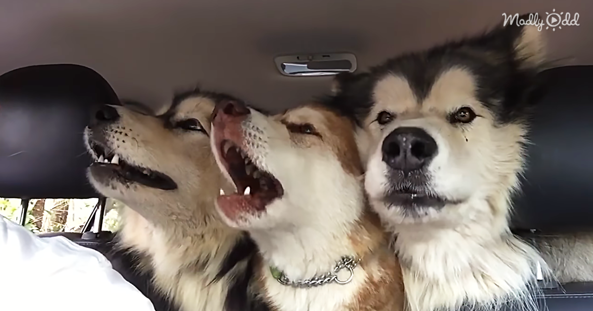 67038-OG3-Three-Alaskan-Malamutes-Sing-in-Harmony-During-Car-Trip-to-Groomers
