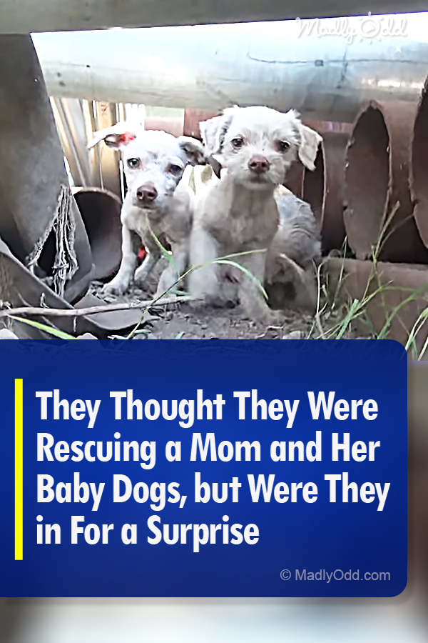 They Thought They Were Rescuing a Mom and Her Baby Dogs, but Were They in For a Surprise