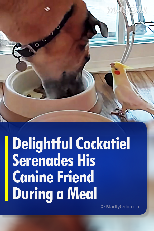 Delightful Cockatiel Serenades His Canine Friend During a Meal