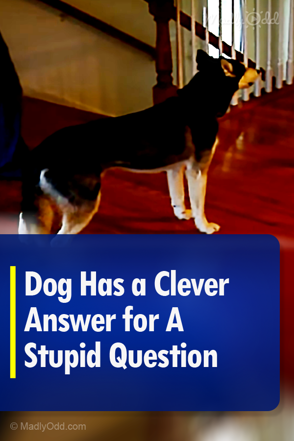 Dog Has a Clever Answer for A Stupid Question