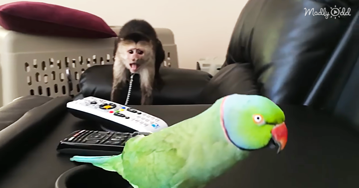 90508-OG2-Capuchin-Monkey-is-Astounded-that-His-Bird-Friend-Can-Sing