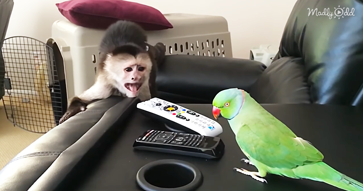 90508-OG3-Capuchin-Monkey-is-Astounded-that-His-Bird-Friend-Can-Sing