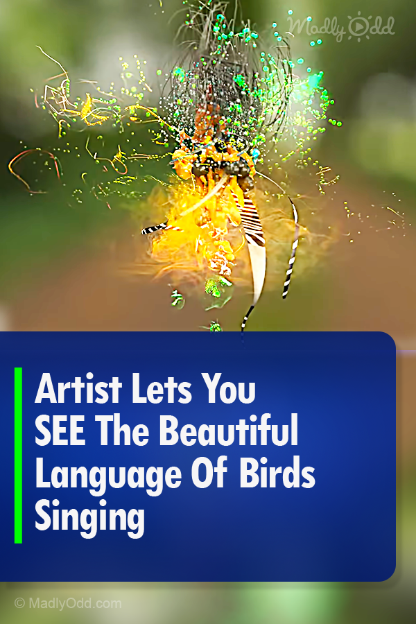 Artist Lets You SEE The Beautiful Language Of Birds Singing
