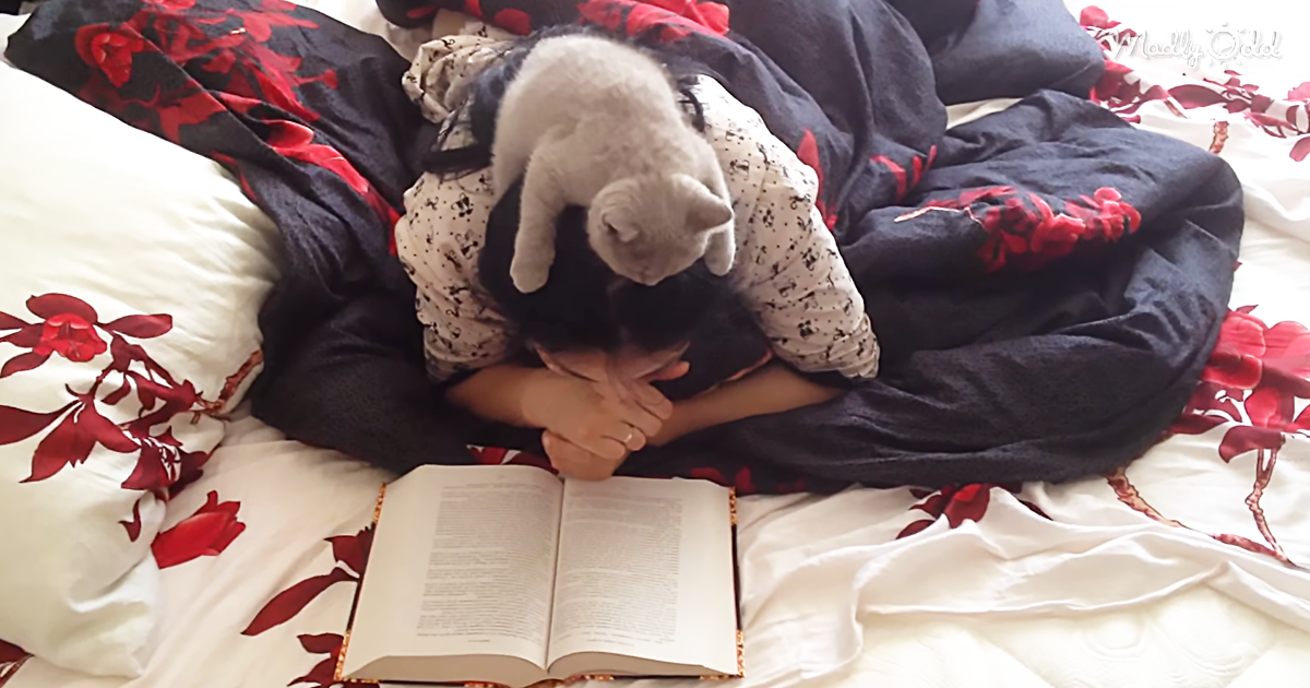 9447-OG3-Funny-Cat-Sits-on-Woman’s-Head-While-She’s-Reading