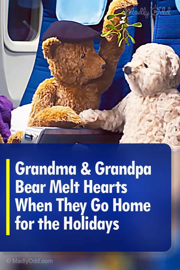 Grandma & Grandpa Bear Melt Hearts When They Go Home for the Holidays