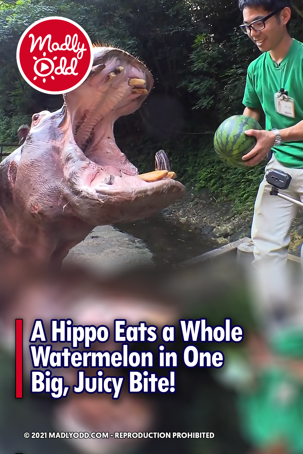 A Hippo Eats a Whole Watermelon in One Big, Juicy Bite!