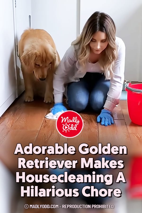 Adorable Golden Retriever Makes Housecleaning A Hilarious Chore