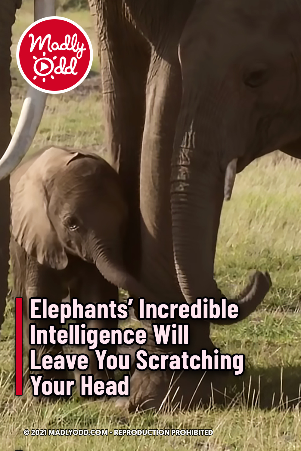 Elephants’ Incredible Intelligence Will Leave You Scratching Your Head