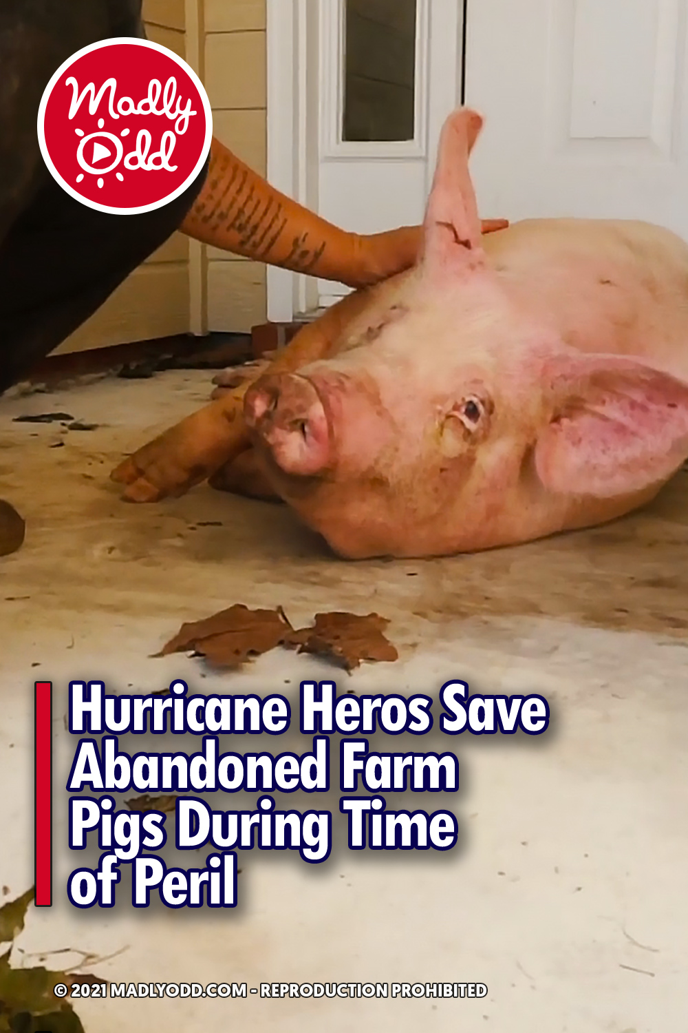 Hurricane Heros Save Abandoned Farm Pigs During Time of Peril