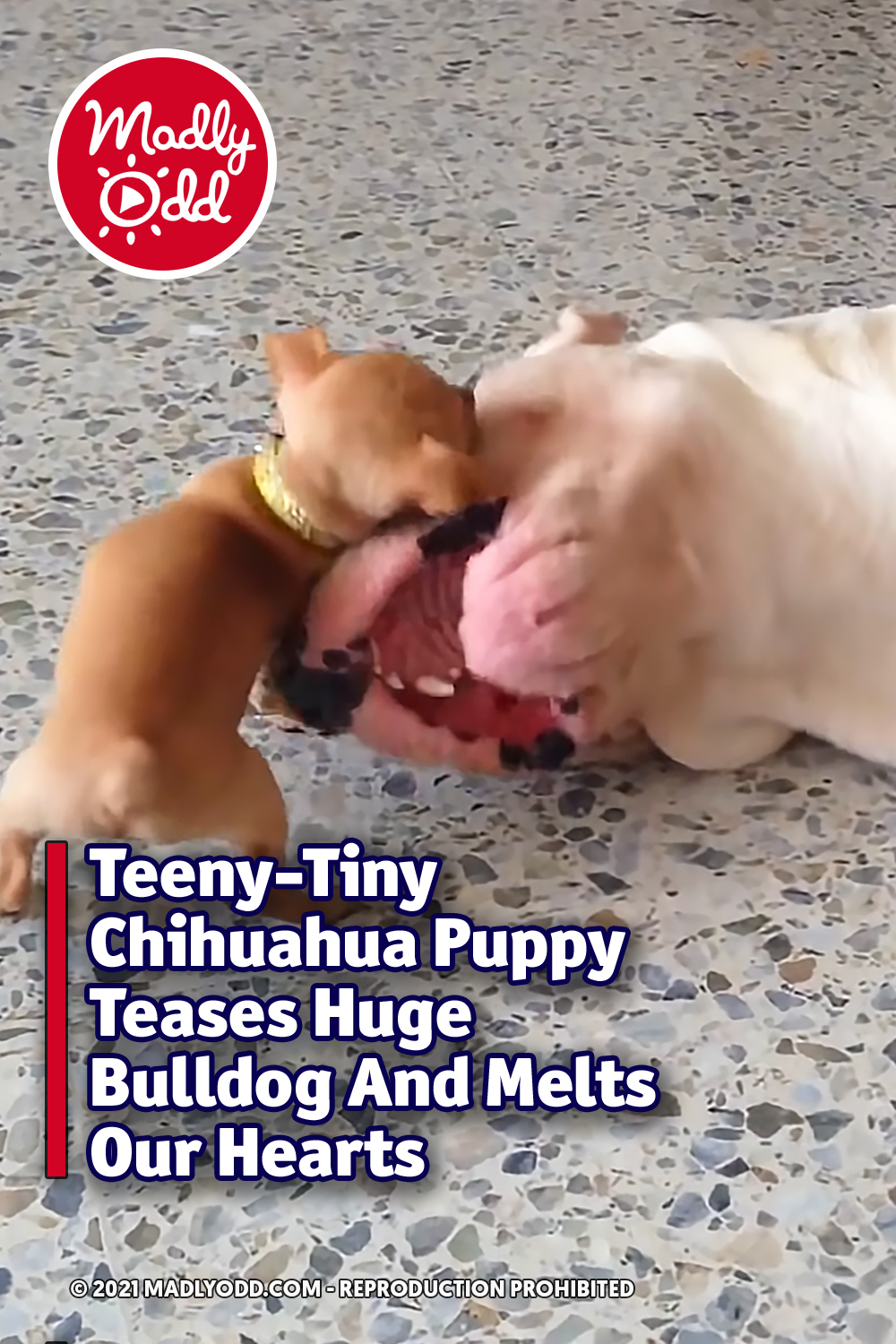 Teeny-Tiny Chihuahua Puppy Teases Huge Bulldog And Melts Our Hearts
