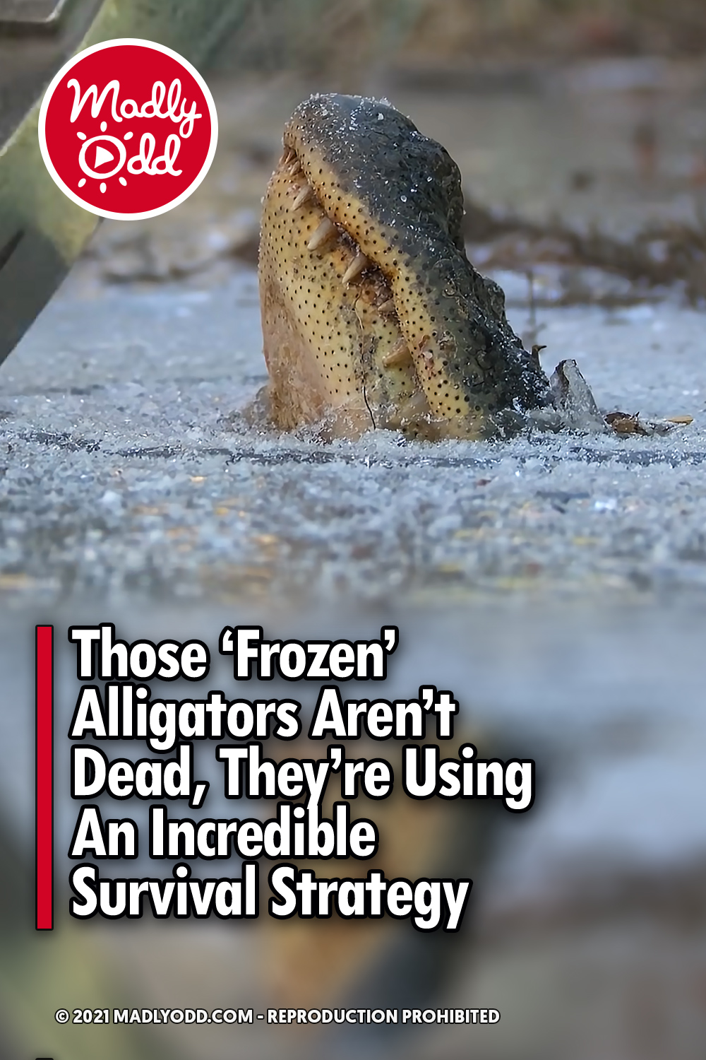 Those \'Frozen\' Alligators Aren\'t Dead, They\'re Using An Incredible Survival Strategy