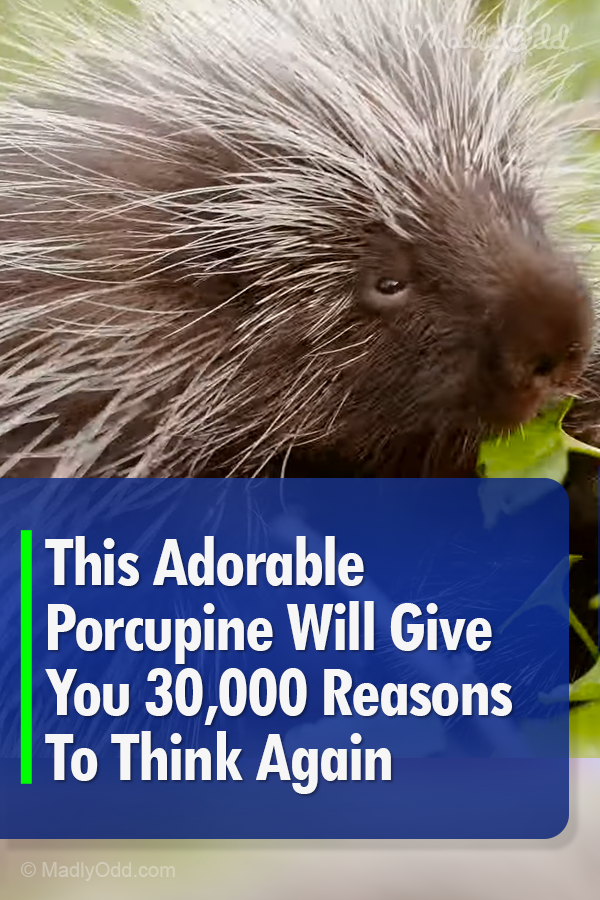 This Adorable Porcupine Will Give You 30,000 Reasons To Think Again
