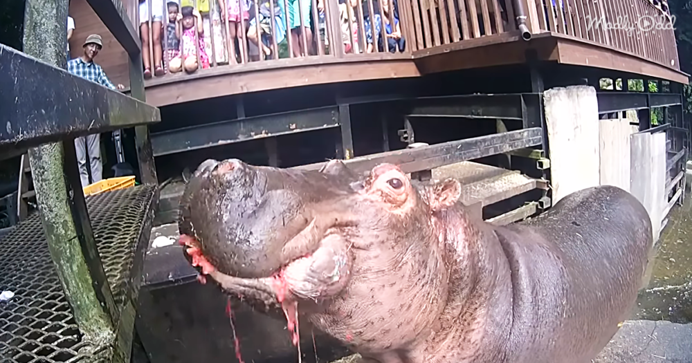 Hippos Eat Watermelon In One Bite