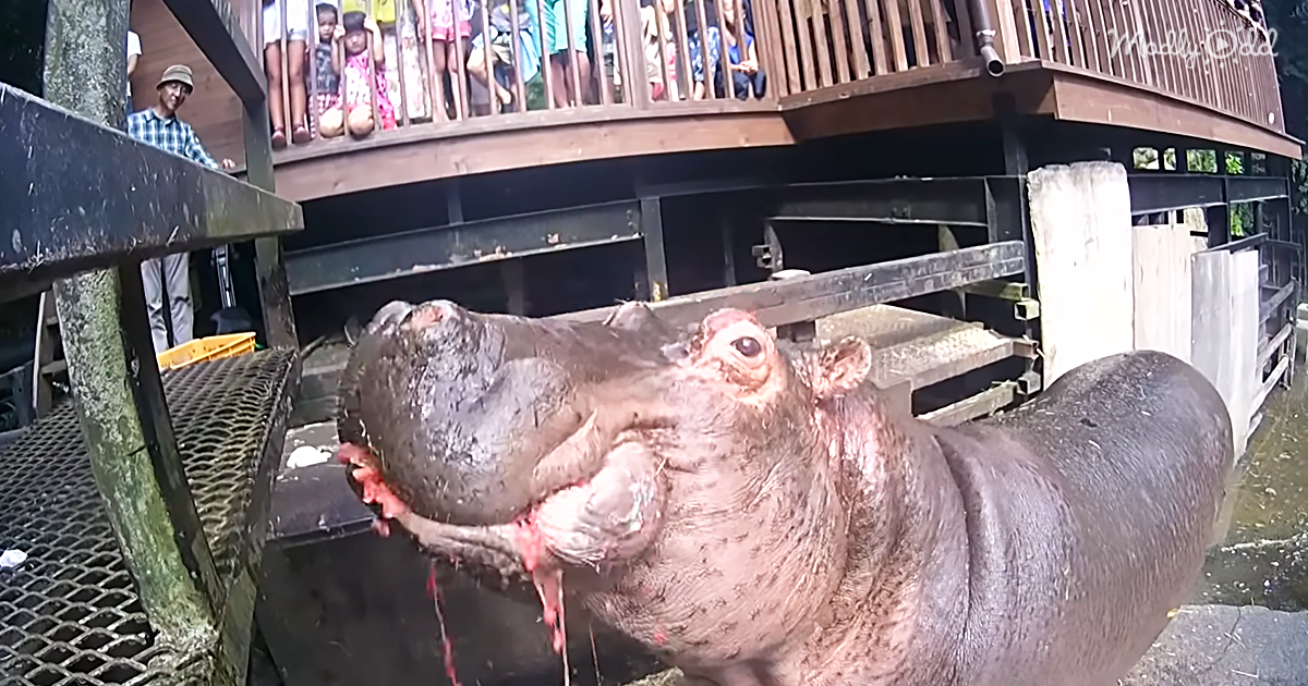 Hippos Eat Watermelon In One Bite 