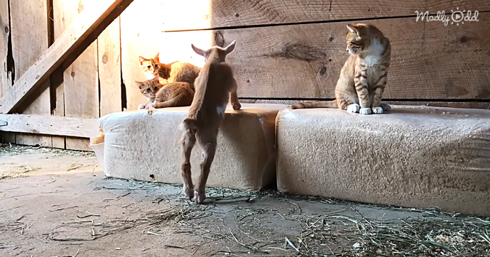 Adorable Baby Goat Makes Friends With Three Orange Kittens